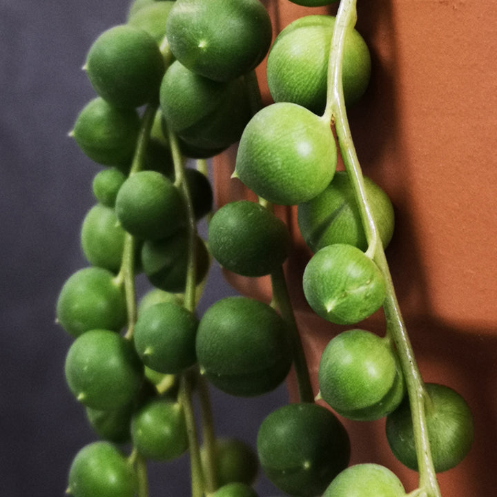 String of Pearls - LARGE - Shop Online!