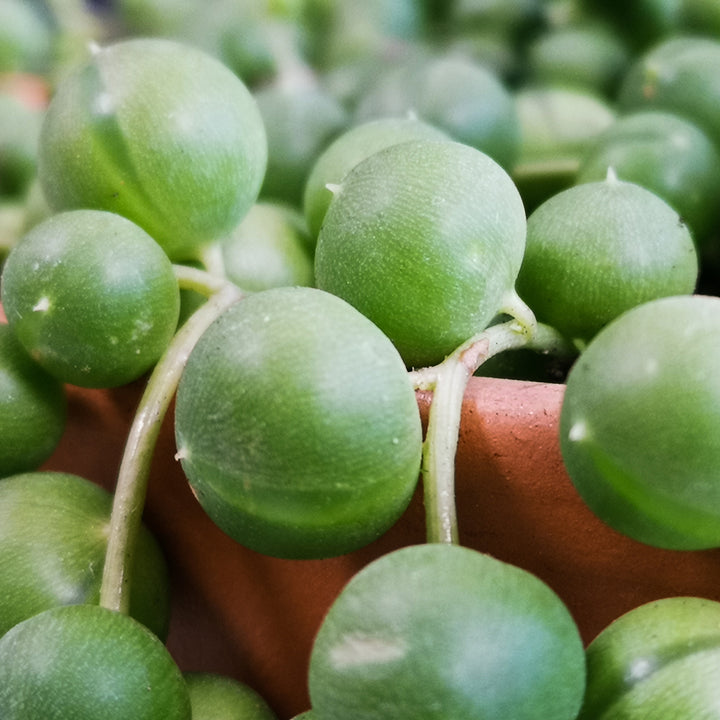 String of Pearls - LARGE - Shop Online!