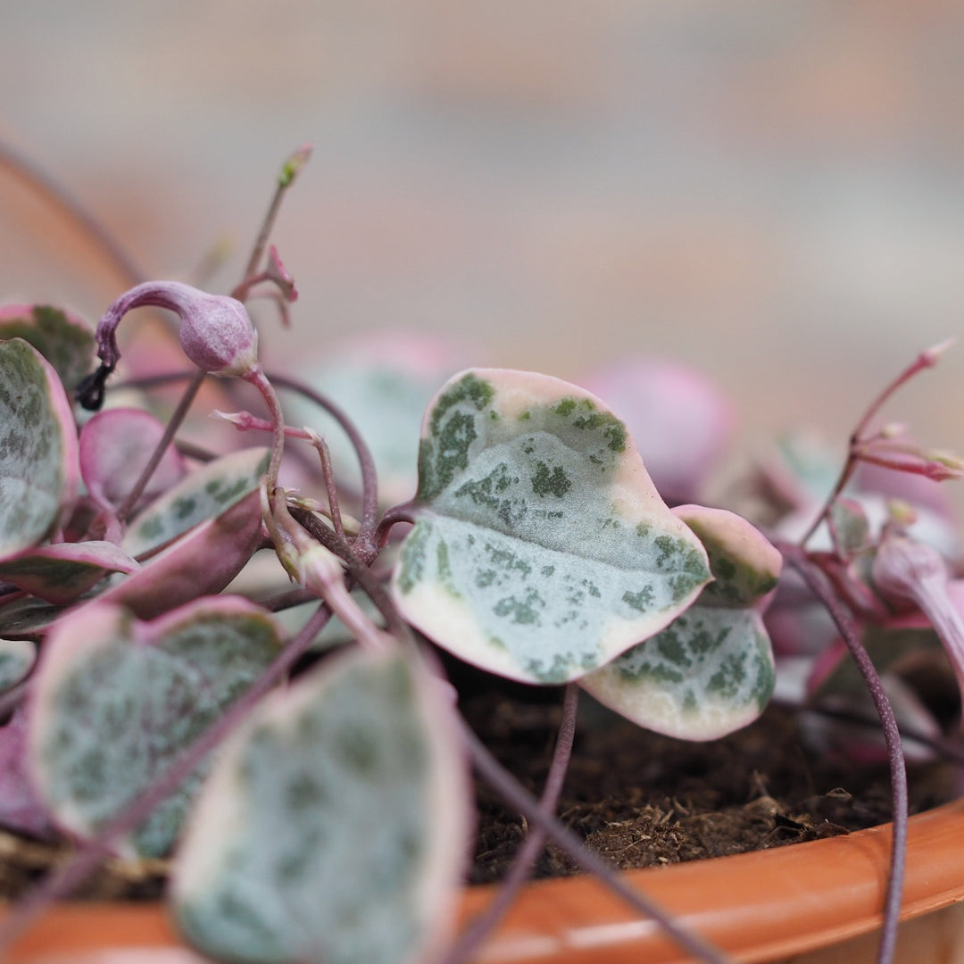 String of Hearts - Variegated - Shop Online!