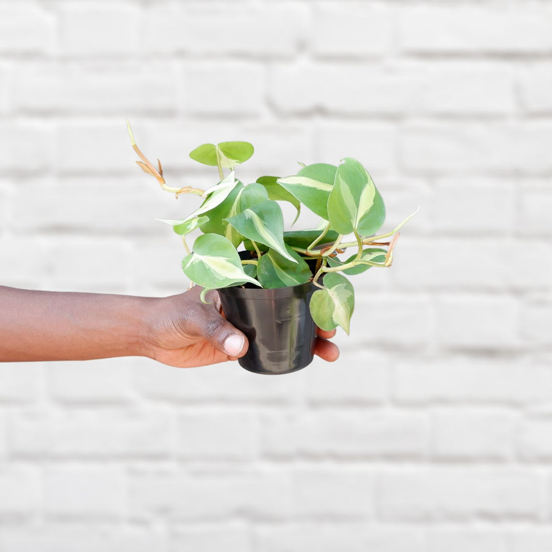 Philodendron Brasil - Mini - Shop Online!