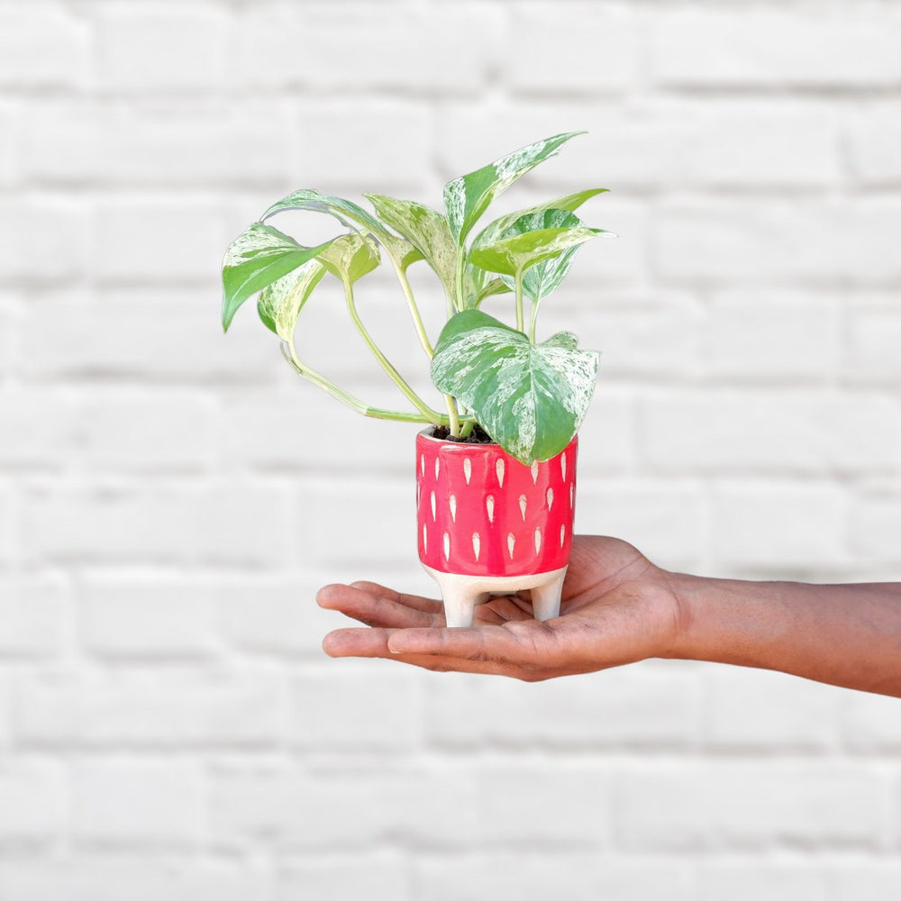 Pothos Marble Queen - Mini - Shop Online!