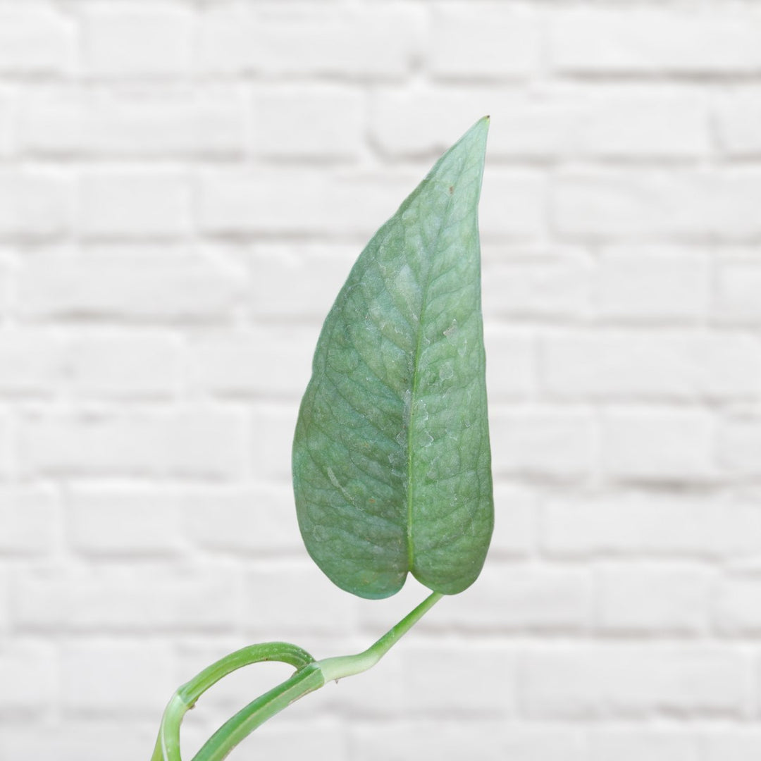 Pothos - Cebu Blue - Shop Online!