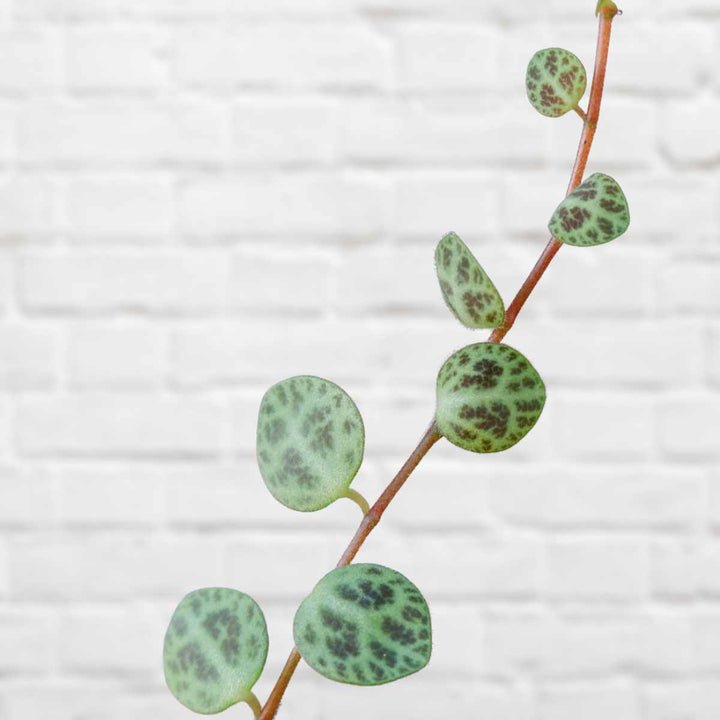 String of Turtles - Shop Online!