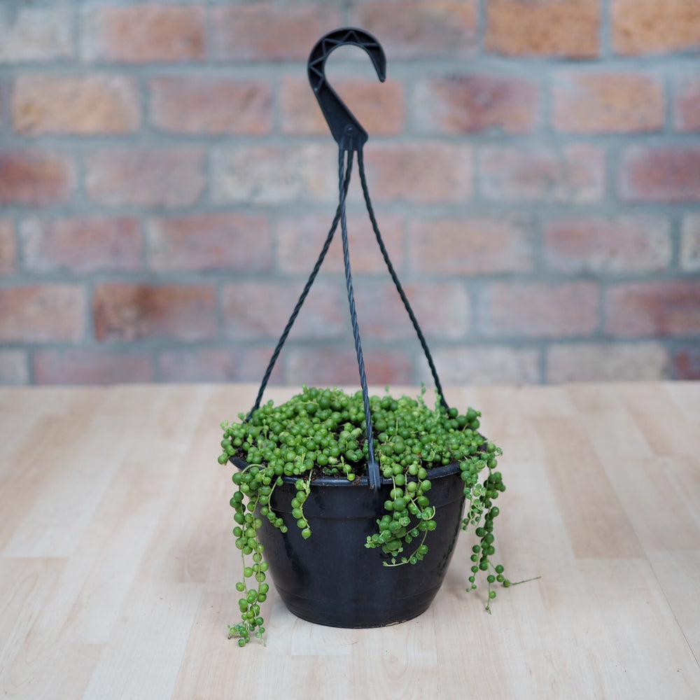 String of Pearls - LARGE - Shop Online!