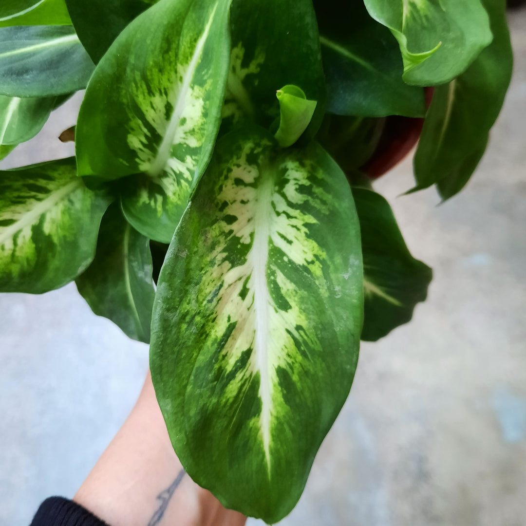 Dieffenbachia - Sublime - Shop Online!