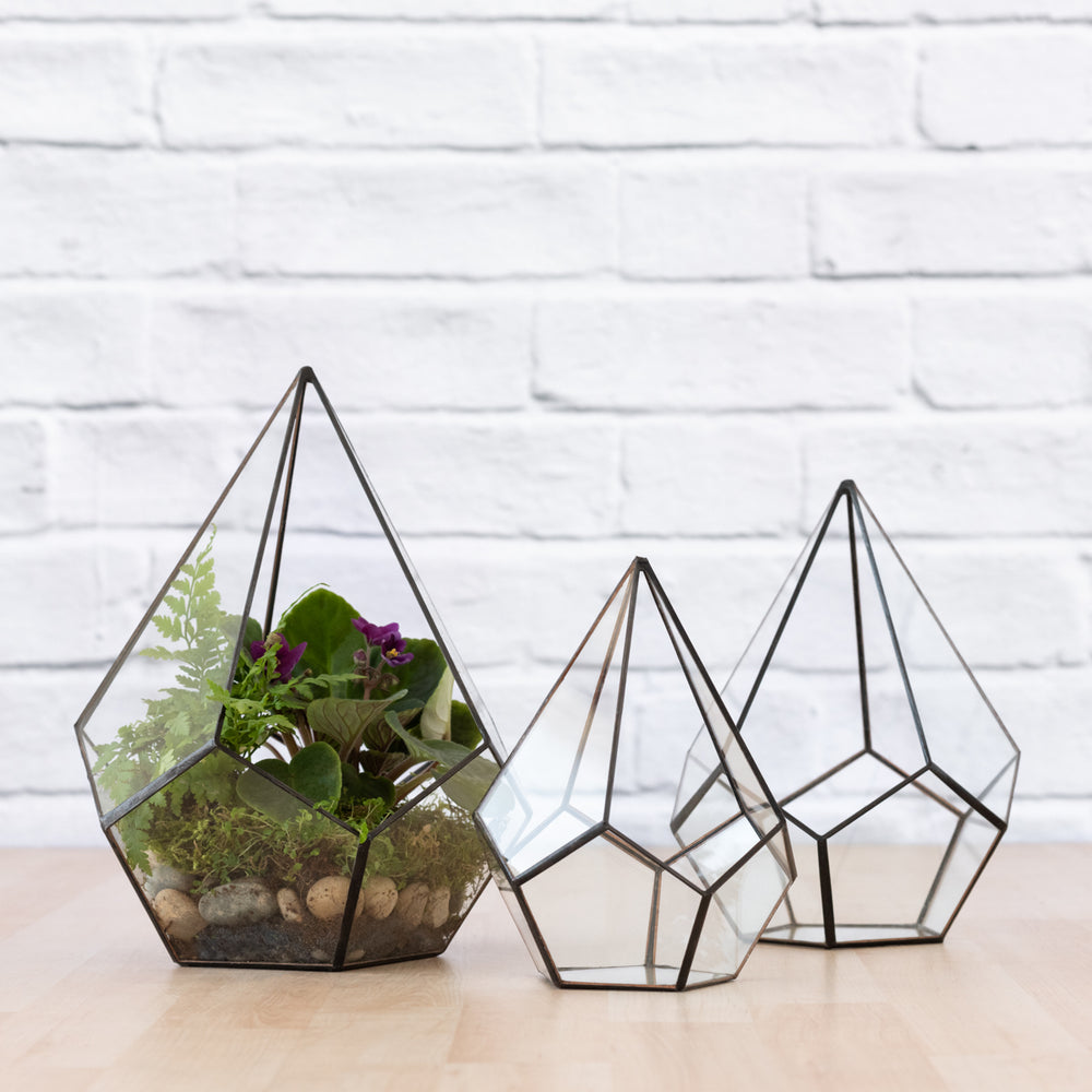 Terrarium - Pentagon - Shop Online!