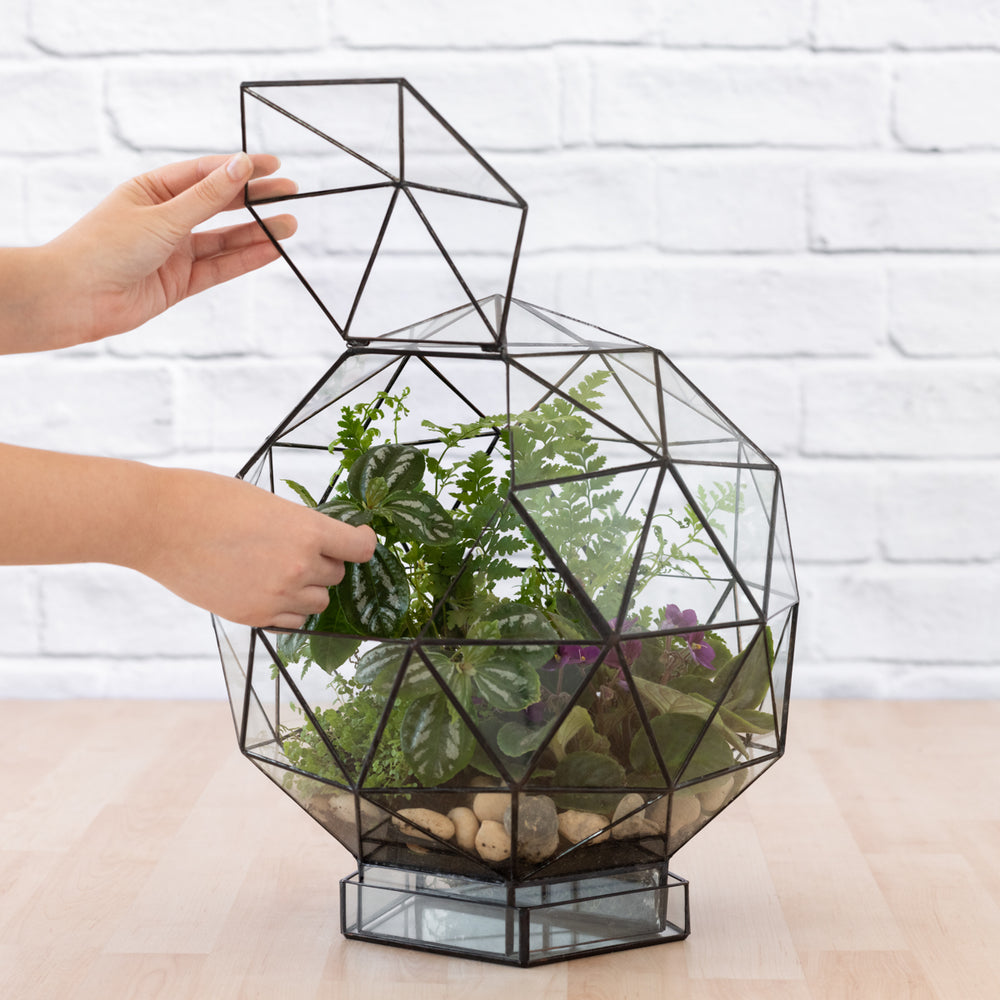 Terrarium - Biodome - Shop Online!