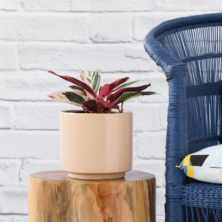 Triostar - Shop Online!