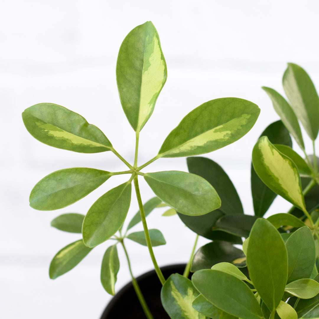 Umbrella Plant - Shop Online!