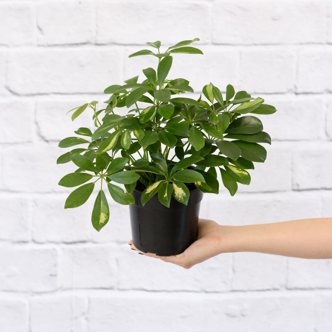 Umbrella Plant - Shop Online!