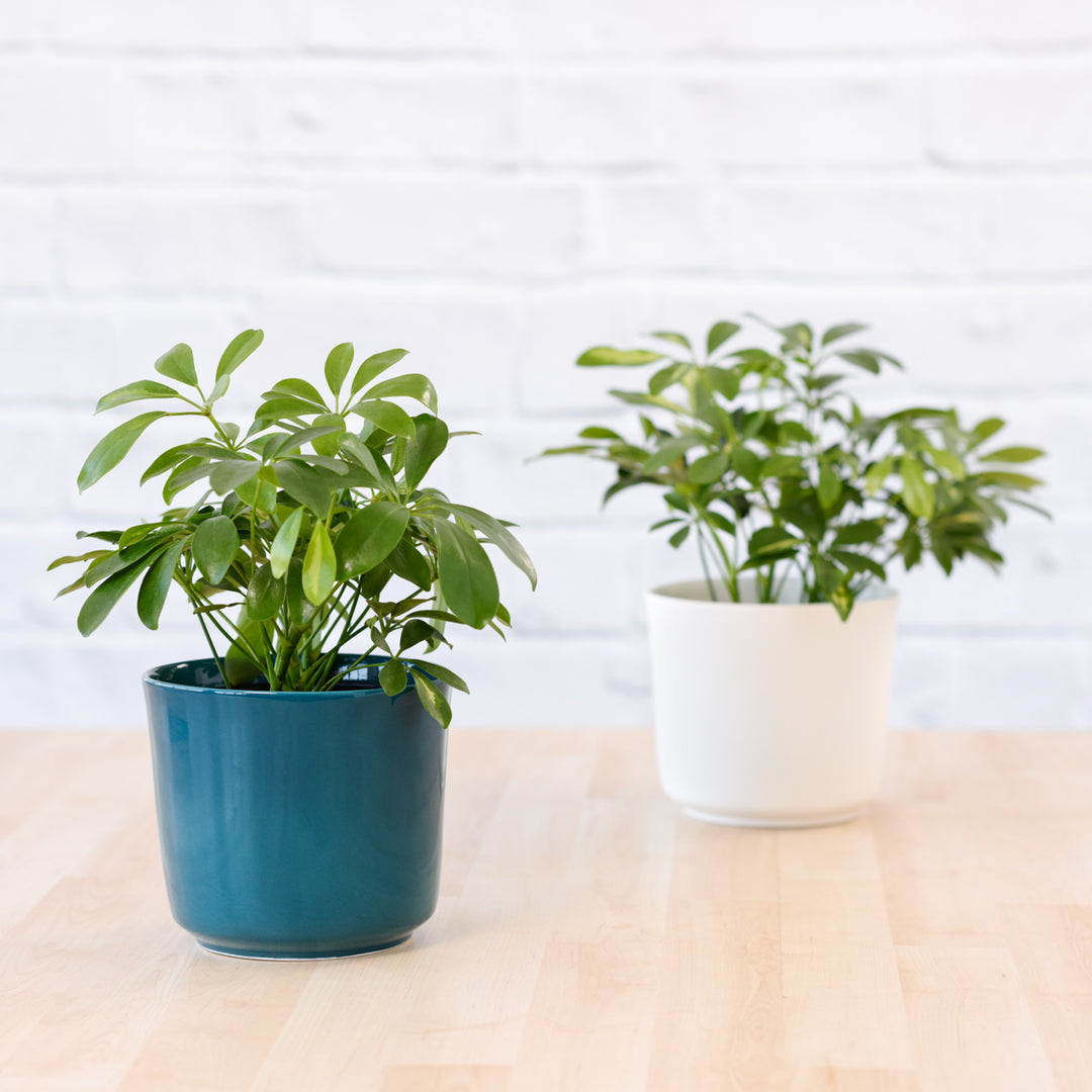 Umbrella Plant - Shop Online!