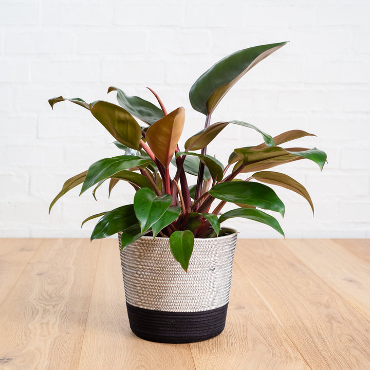 Philodendron - Congo Rojo - Shop Online!