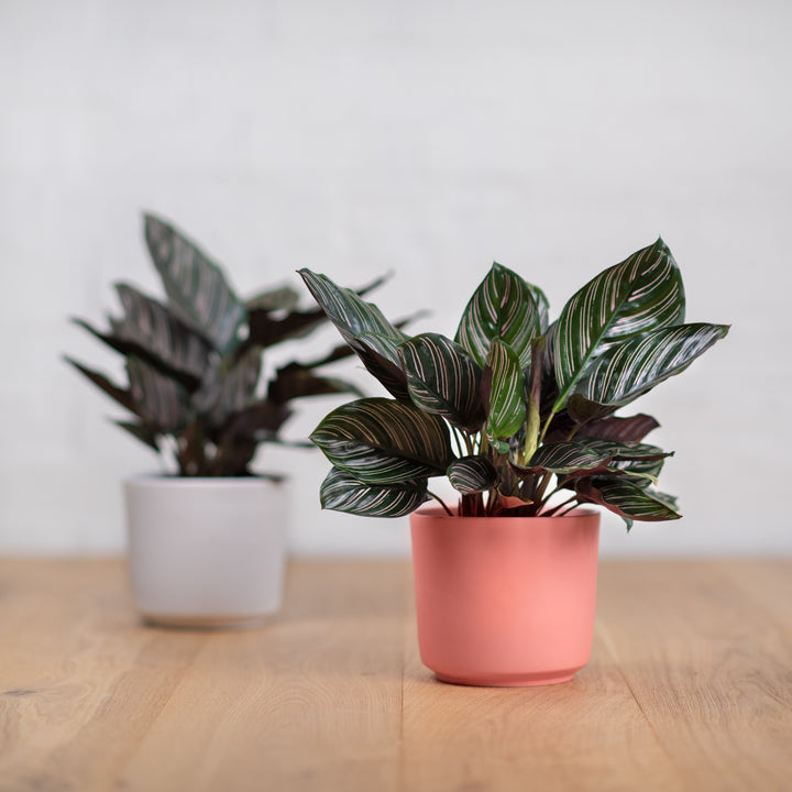 Calathea Sanderiana - Shop Online!