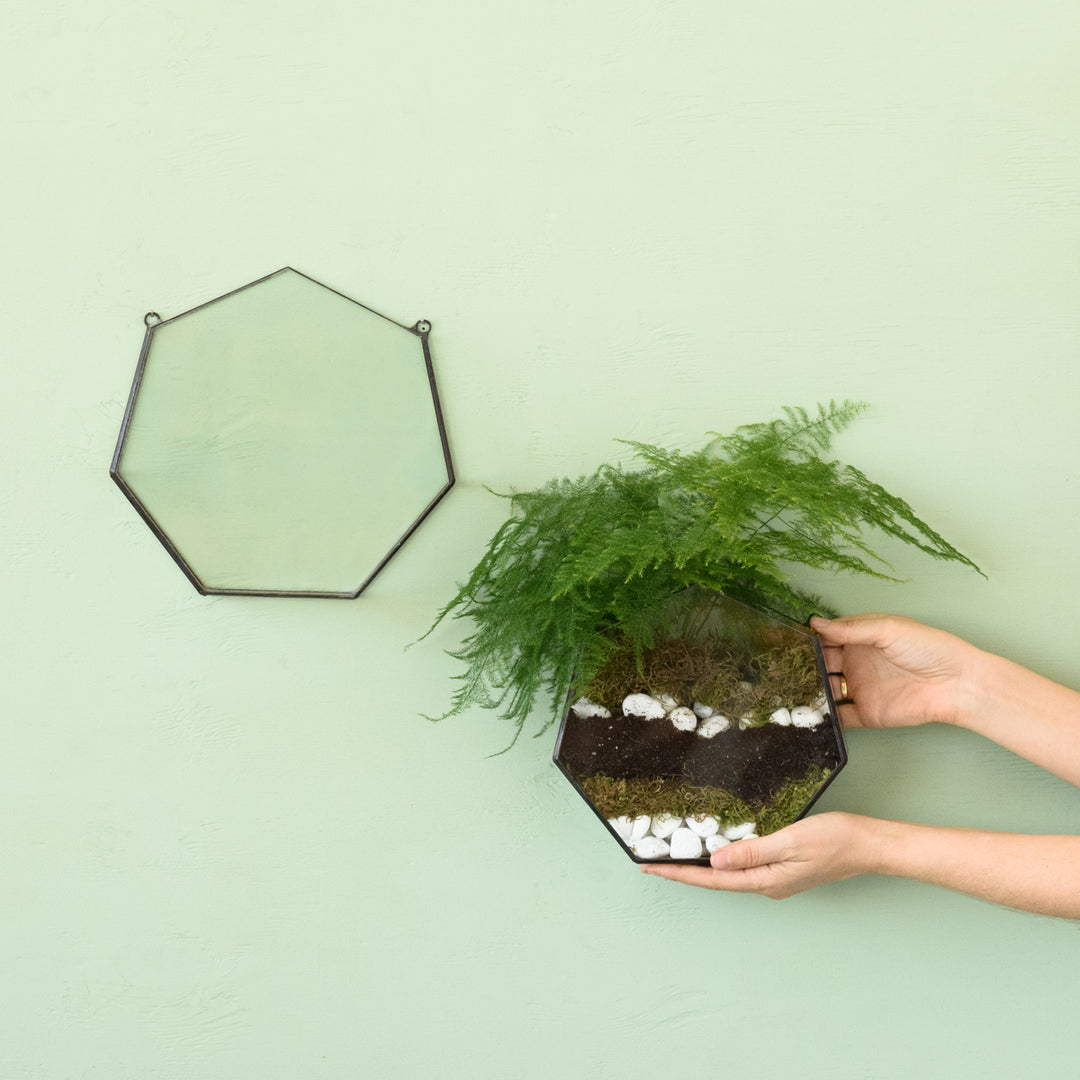 Wall Terrarium - Heptagon - Shop Online!