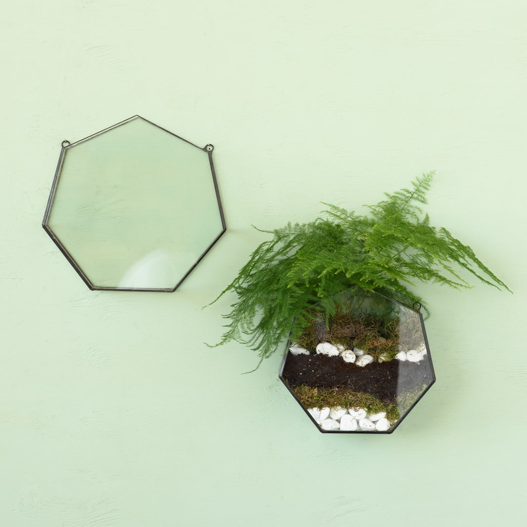 Wall Terrarium - Heptagon - Shop Online!