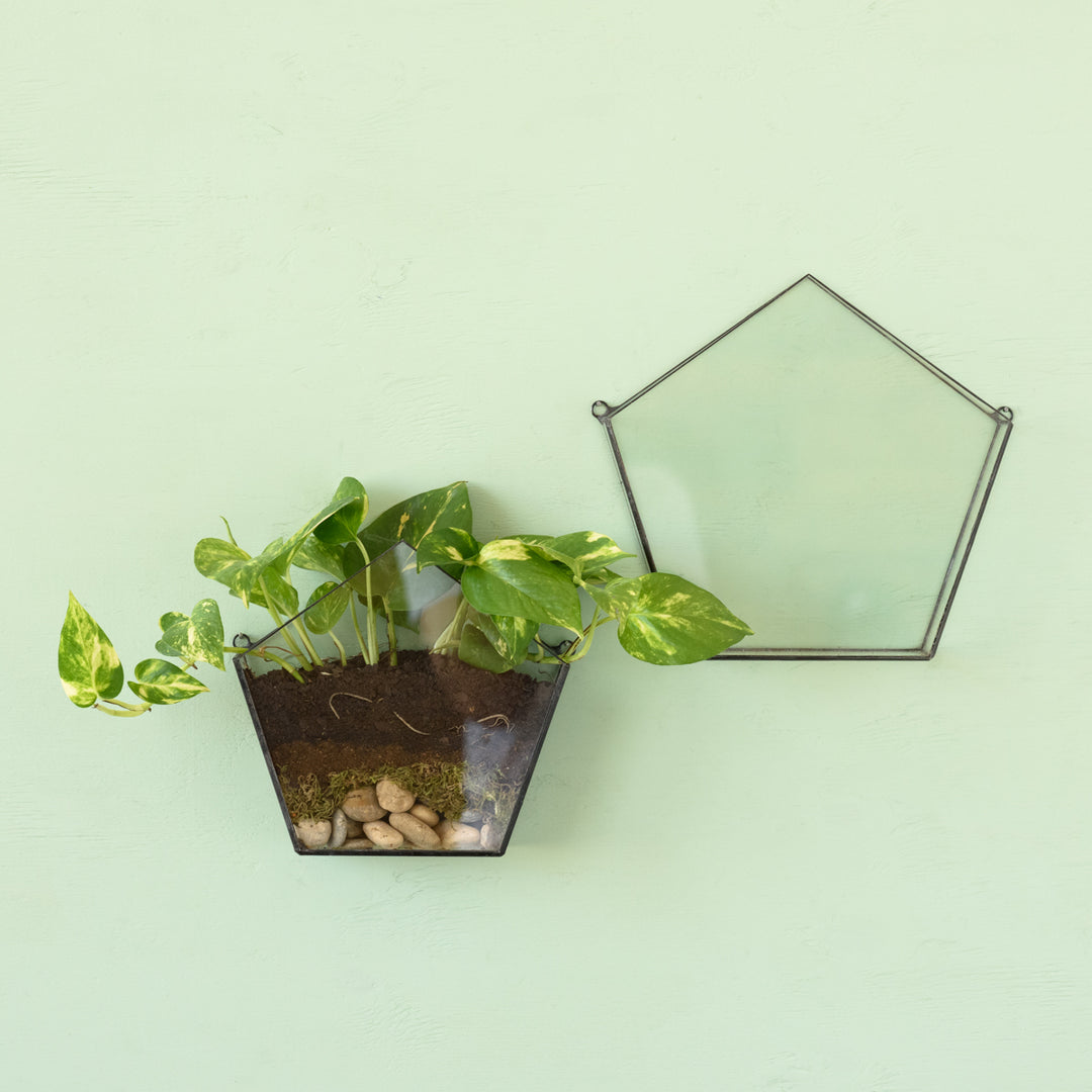 Wall Terrarium - Pentagon - Shop Online!