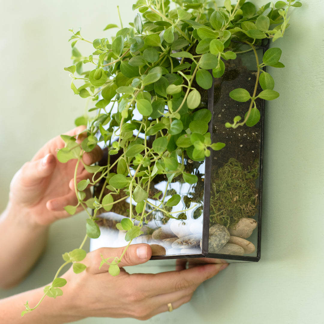 Wall Terrarium - Square - Shop Online!