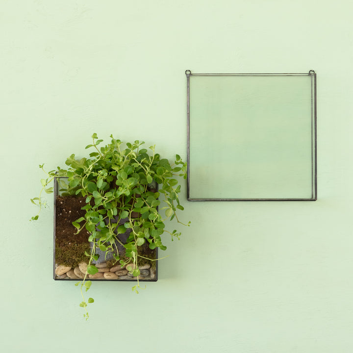 Wall Terrarium - Square - Shop Online!