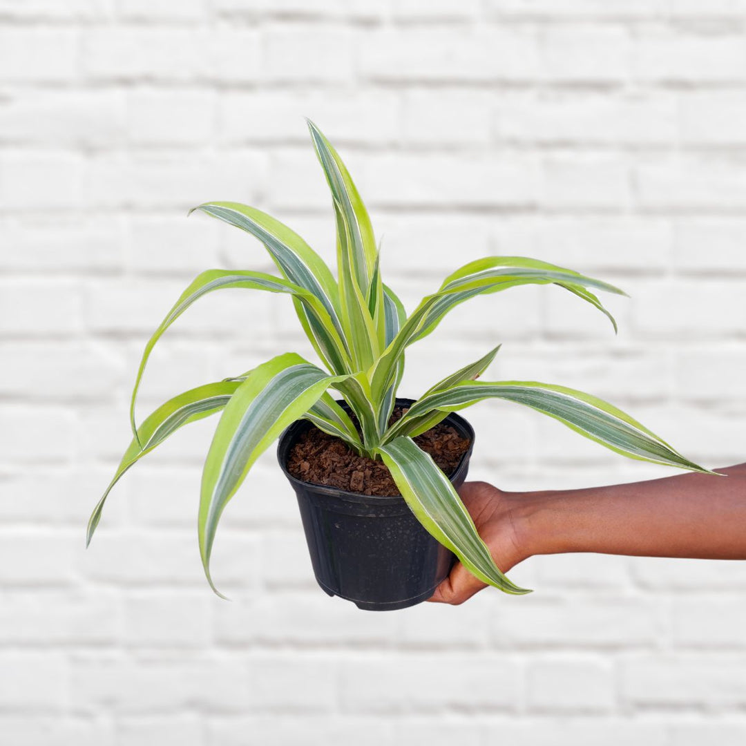 Dragon Tree - Lemon and Lime - Shop Online!