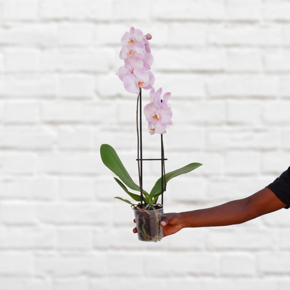 Moth Orchid - Shop Online!
