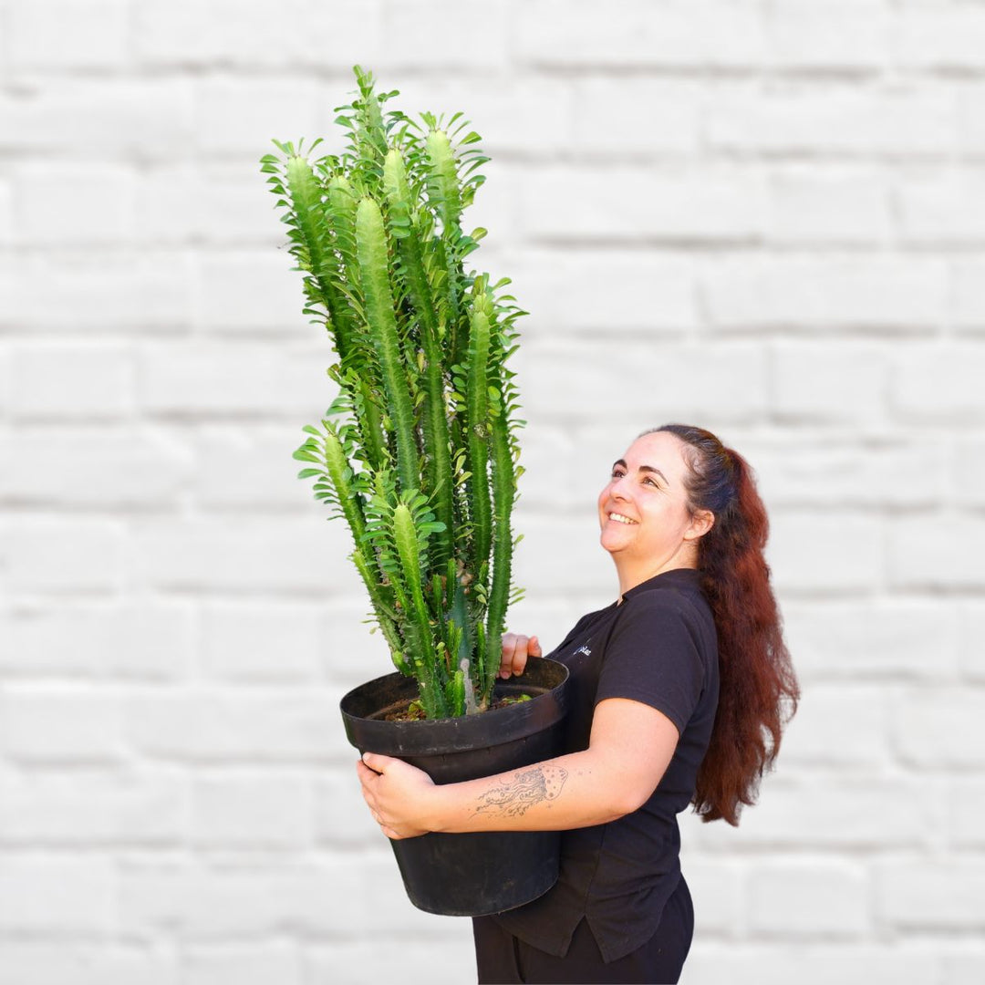 African Milk Tree - LARGE - Shop Online!