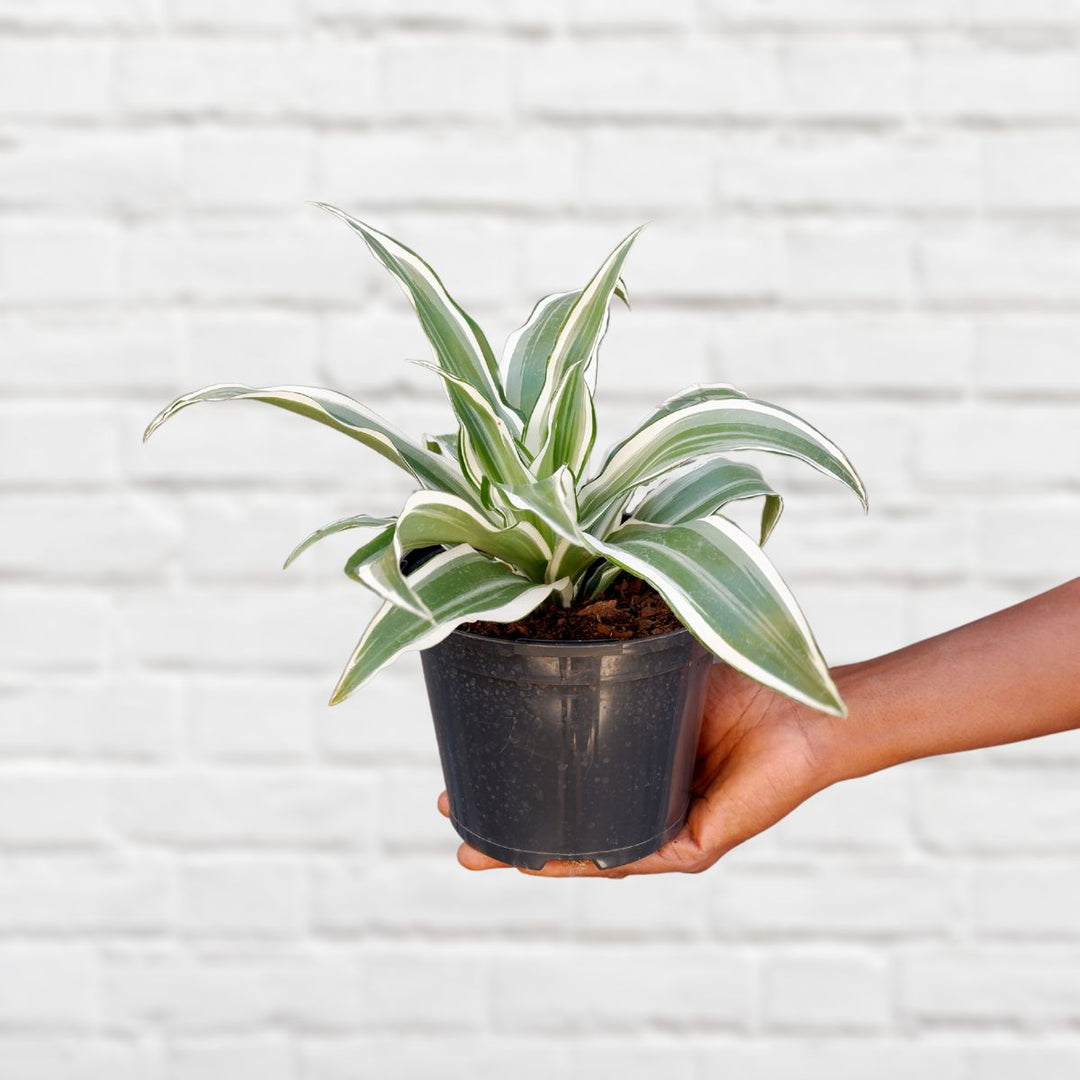 Dragon Tree - White Jewel - Shop Online!