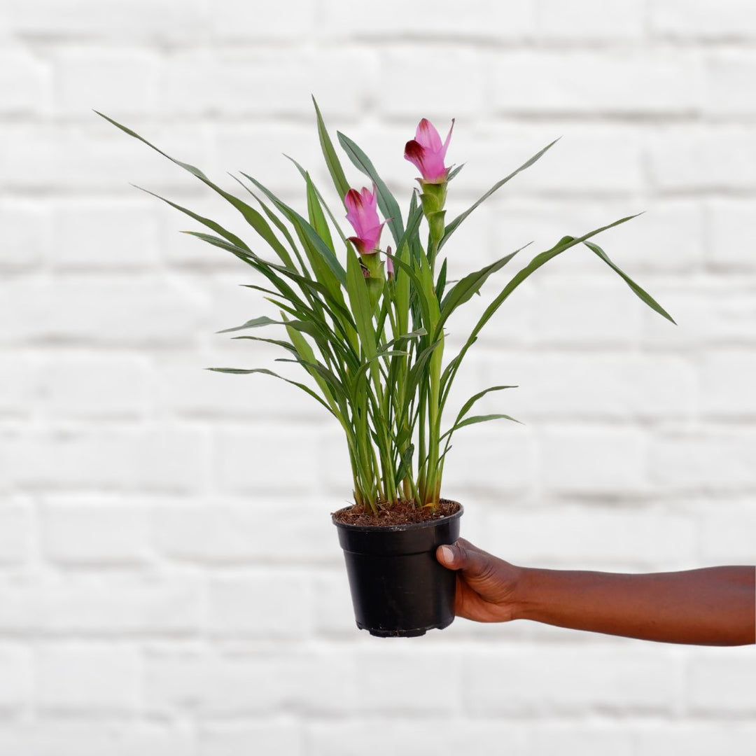 Siam Tulip - Purple - Shop Online!