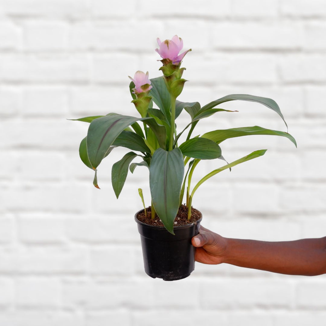 Siam Tulip - Pink - Shop Online!