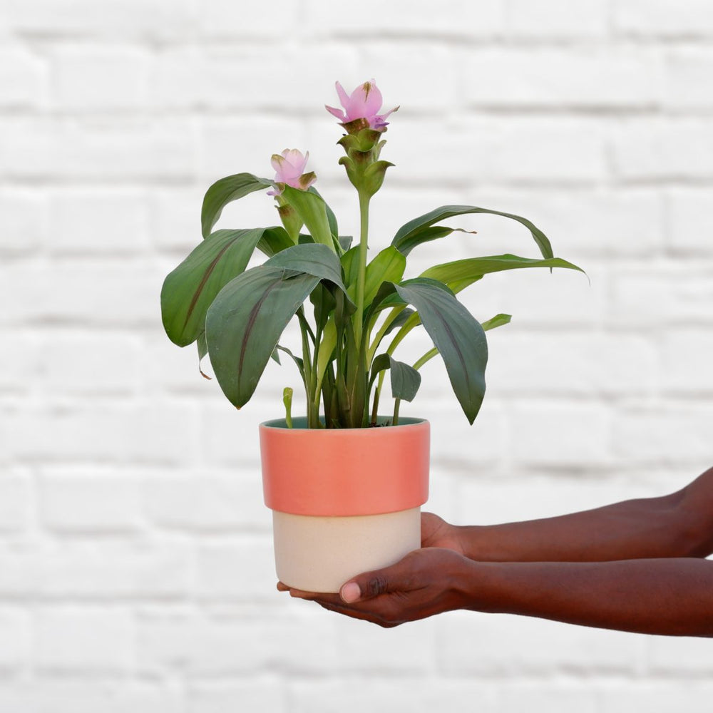 Siam Tulip - Pink - Shop Online!