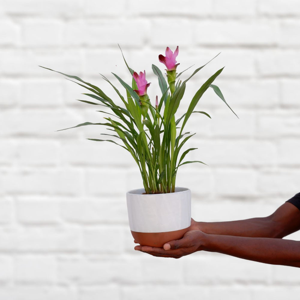 Siam Tulip - Purple - Shop Online!