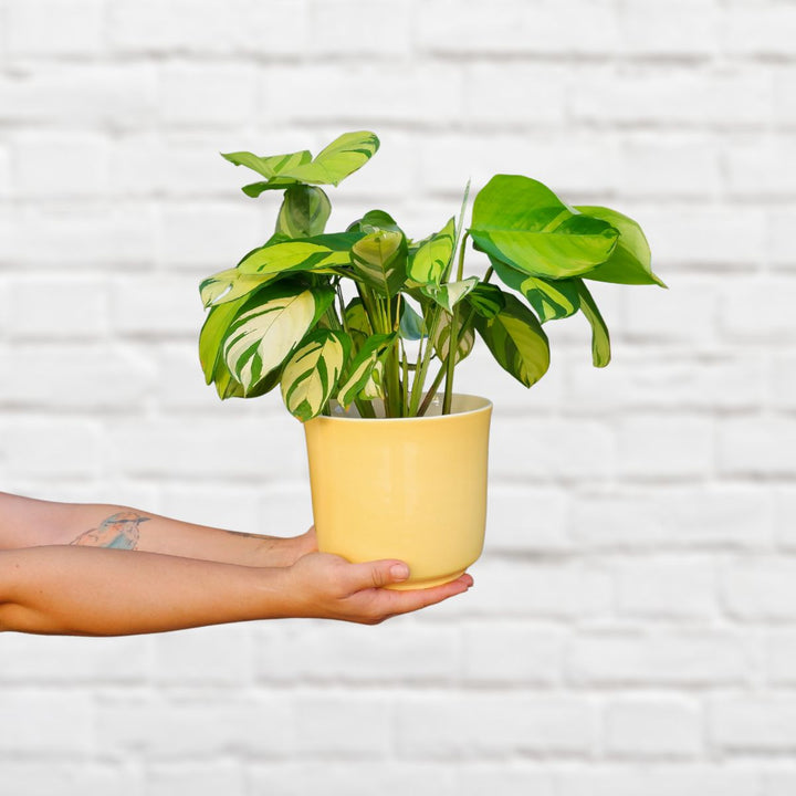 Calathea - Golden Mosaic - Shop Online!