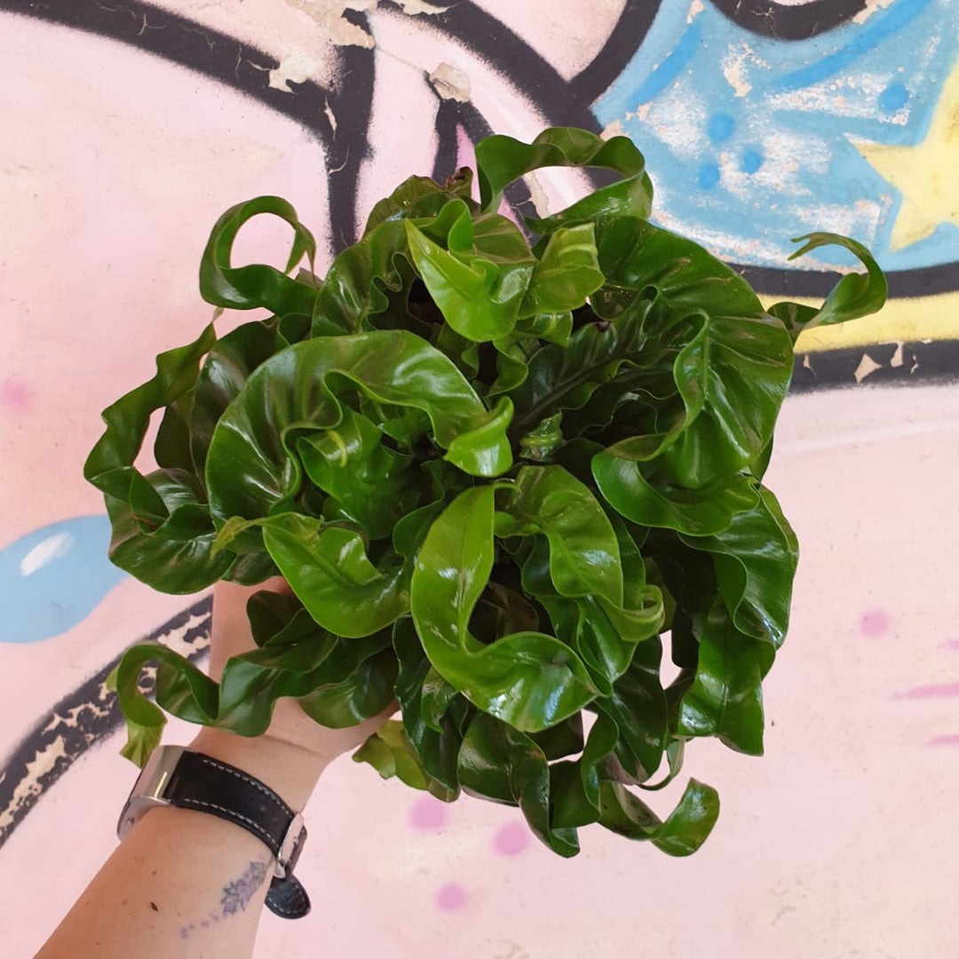 Hurricane Birds Nest Fern - Shop Online!