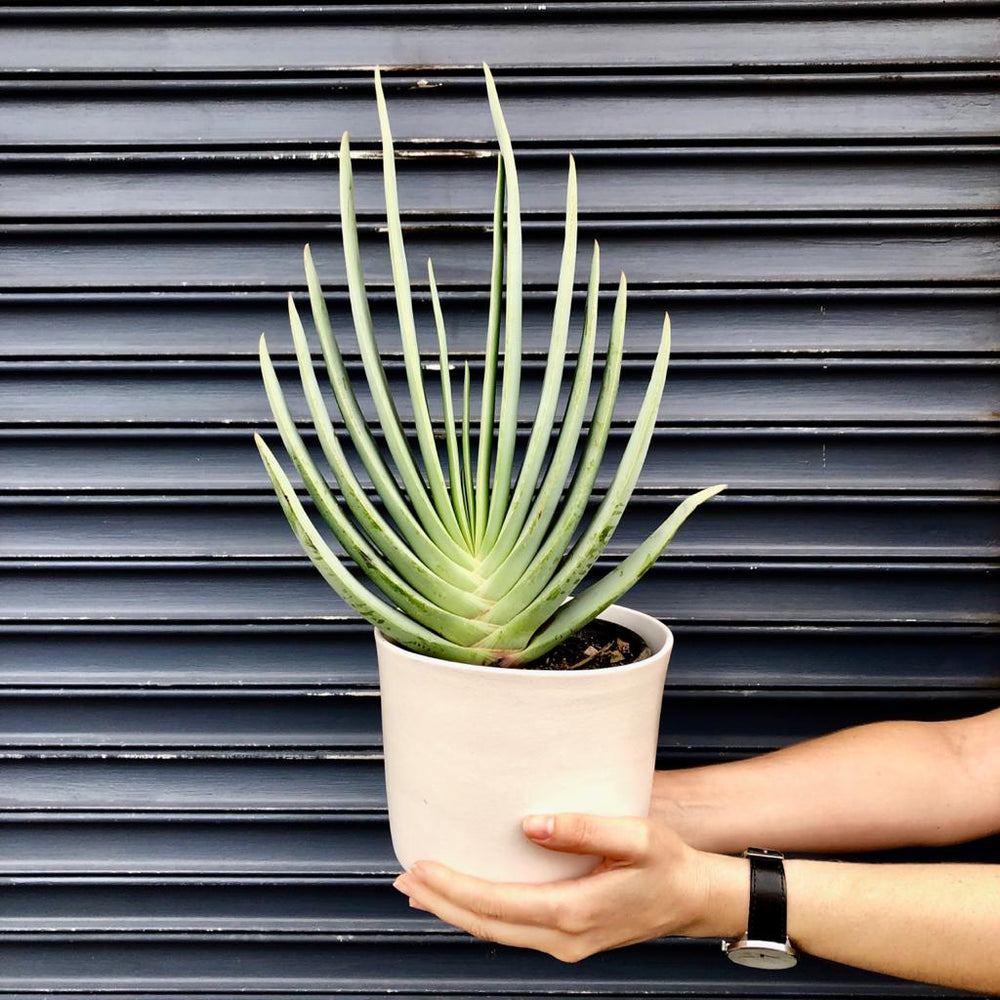 Fan Aloe - Shop Online!