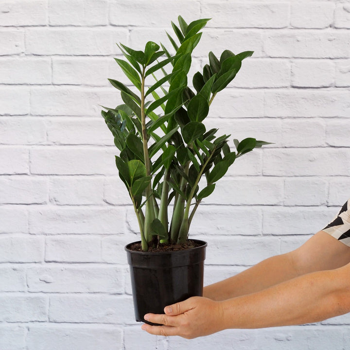ZZ Plant - LARGE - Shop Online!