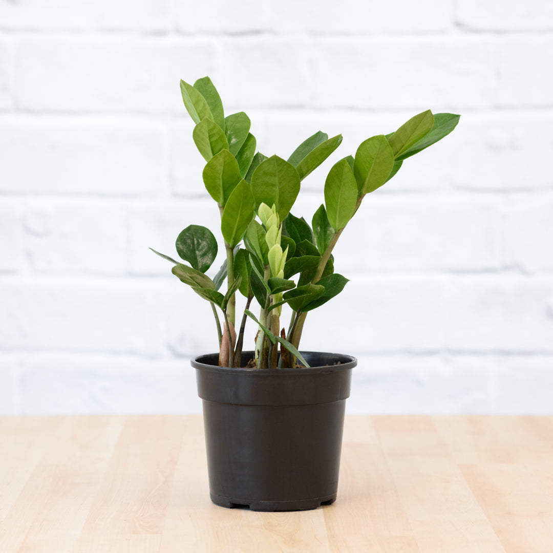 ZZ Plant - Shop Online!