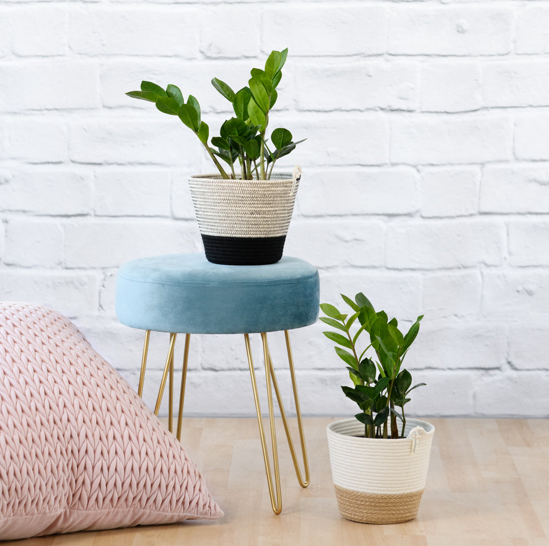 ZZ Plant - Shop Online!