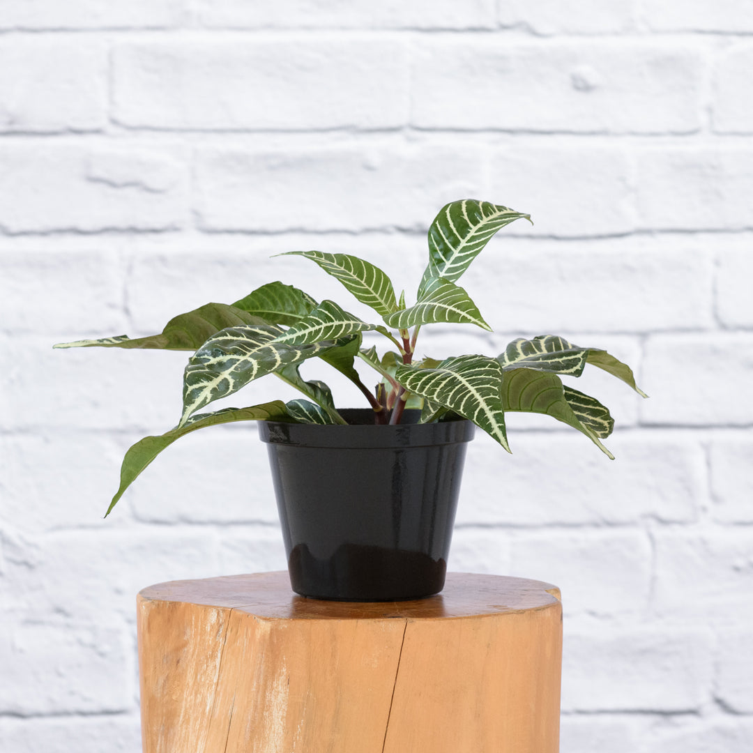 Zebra Plant - Shop Online!