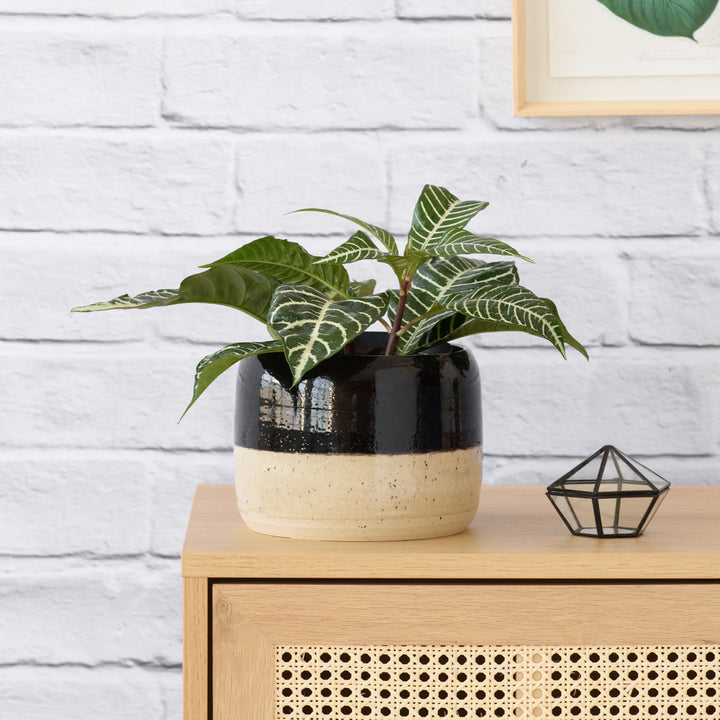 Zebra Plant - Shop Online!