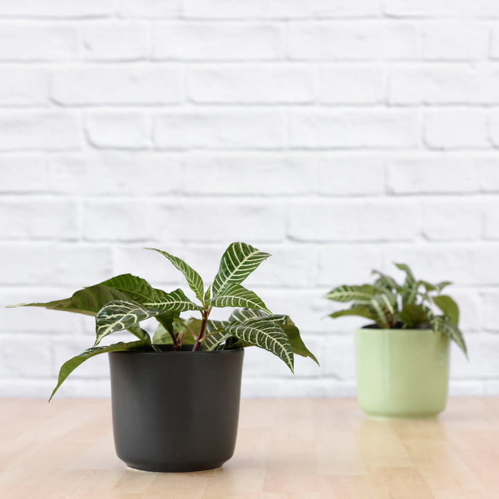 Zebra Plant - Shop Online!