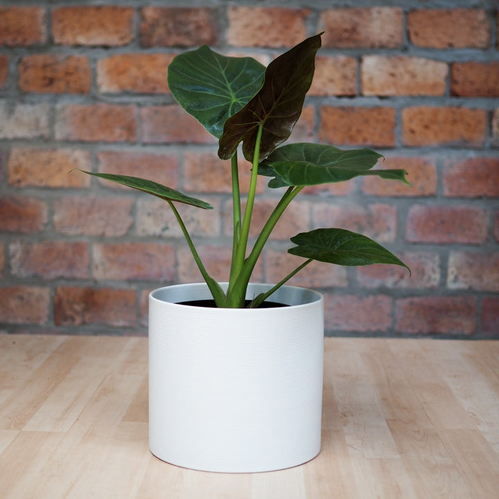 Elephants Ear - Rubra - Shop Online!