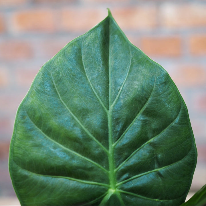 Elephants Ear - Rubra - Shop Online!