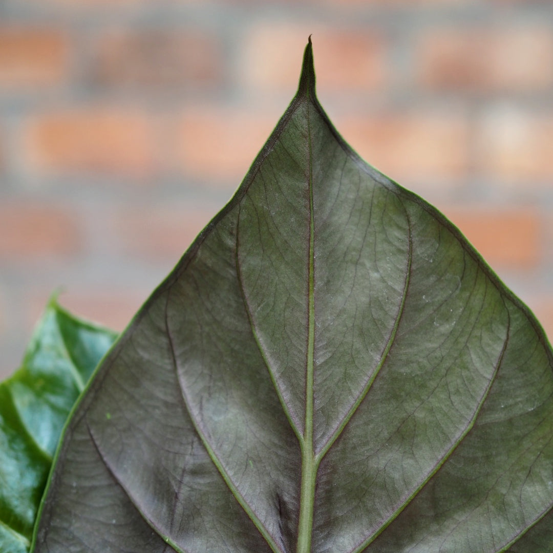 Elephants Ear - Rubra - Shop Online!