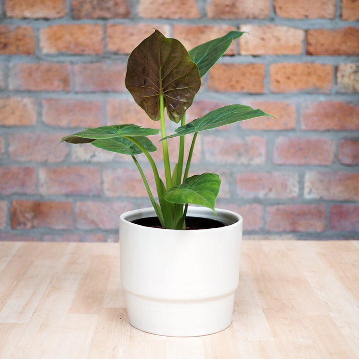 Elephants Ear - Rubra - Shop Online!