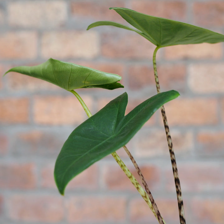 Alocasia Zebrina - Shop Online!