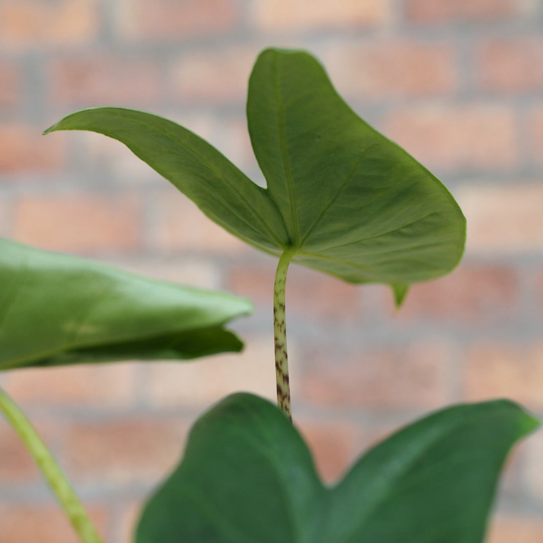 Alocasia Zebrina - Shop Online!