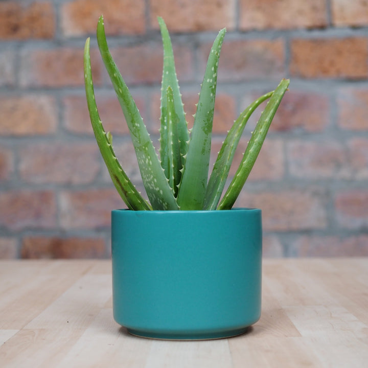 Aloe Vera - Shop Online!
