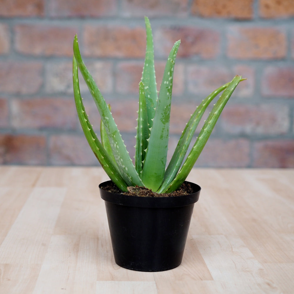 Aloe Vera - Shop Online!