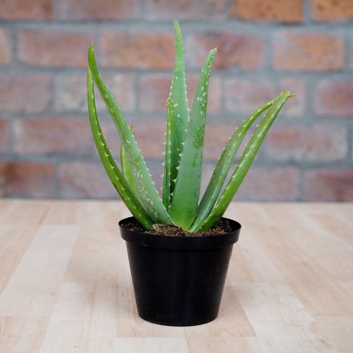 Aloe Vera - Shop Online!