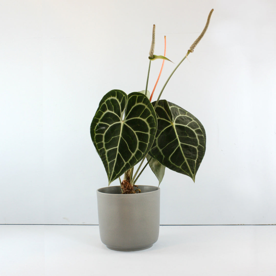 Anthurium Clarinervium - Shop Online!