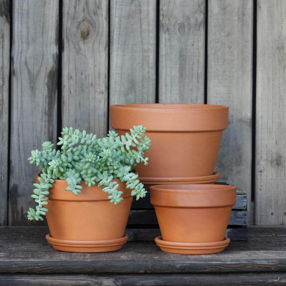 Terracotta Pot & Saucer - Azalea - Shop Online!